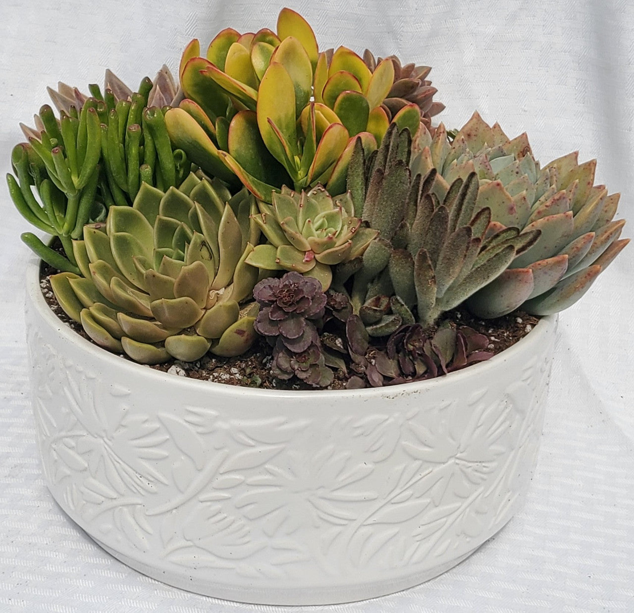 Modern Bowl With Succulents