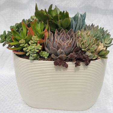 Off White Oval Tapered Pot With Succulents