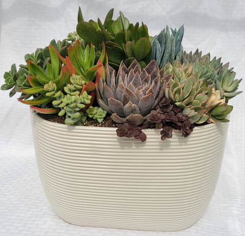 Off White Oval Tapered Pot With Succulents
