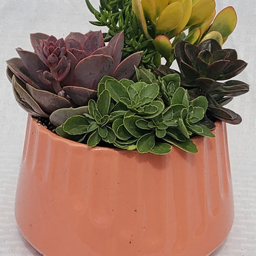 Imprint Succulent planter