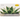 Digital Potted Succulent eGift Card