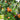Owari Satsuma Mandarin
