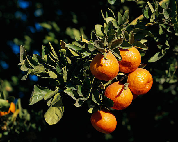 Satsuma Mandarin Tree Form