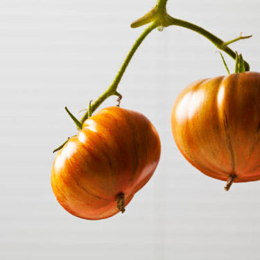 Big Rainbow Tomato