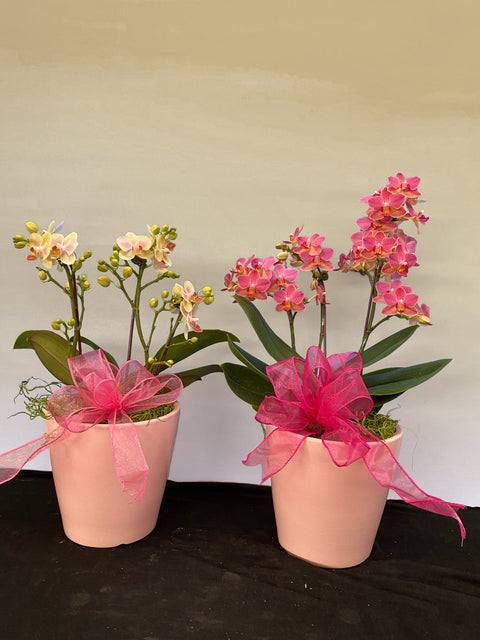 Phalaenopsis Orchid Mini Arrangement - Deco Pot