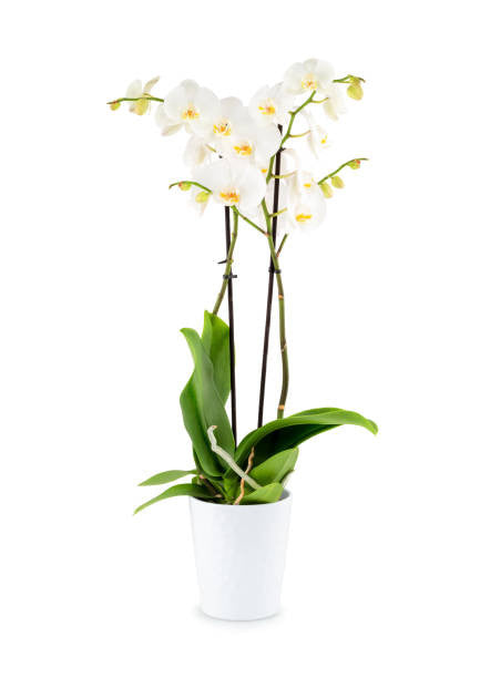 White Phalaenopsis Orchid Double Spike - Deco Pot